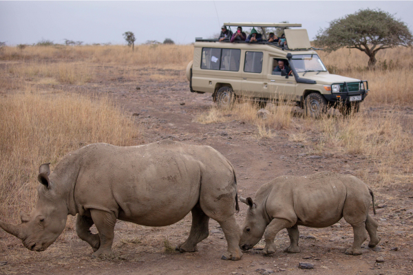 Mother and baby rhino with safari land cruiser in Kenya